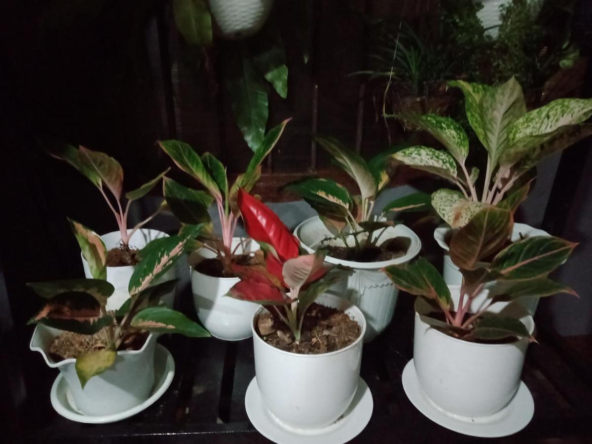 Dalinda'S Homestay Puerto Princesa Екстер'єр фото