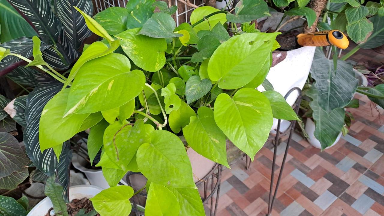 Dalinda'S Homestay Puerto Princesa Екстер'єр фото